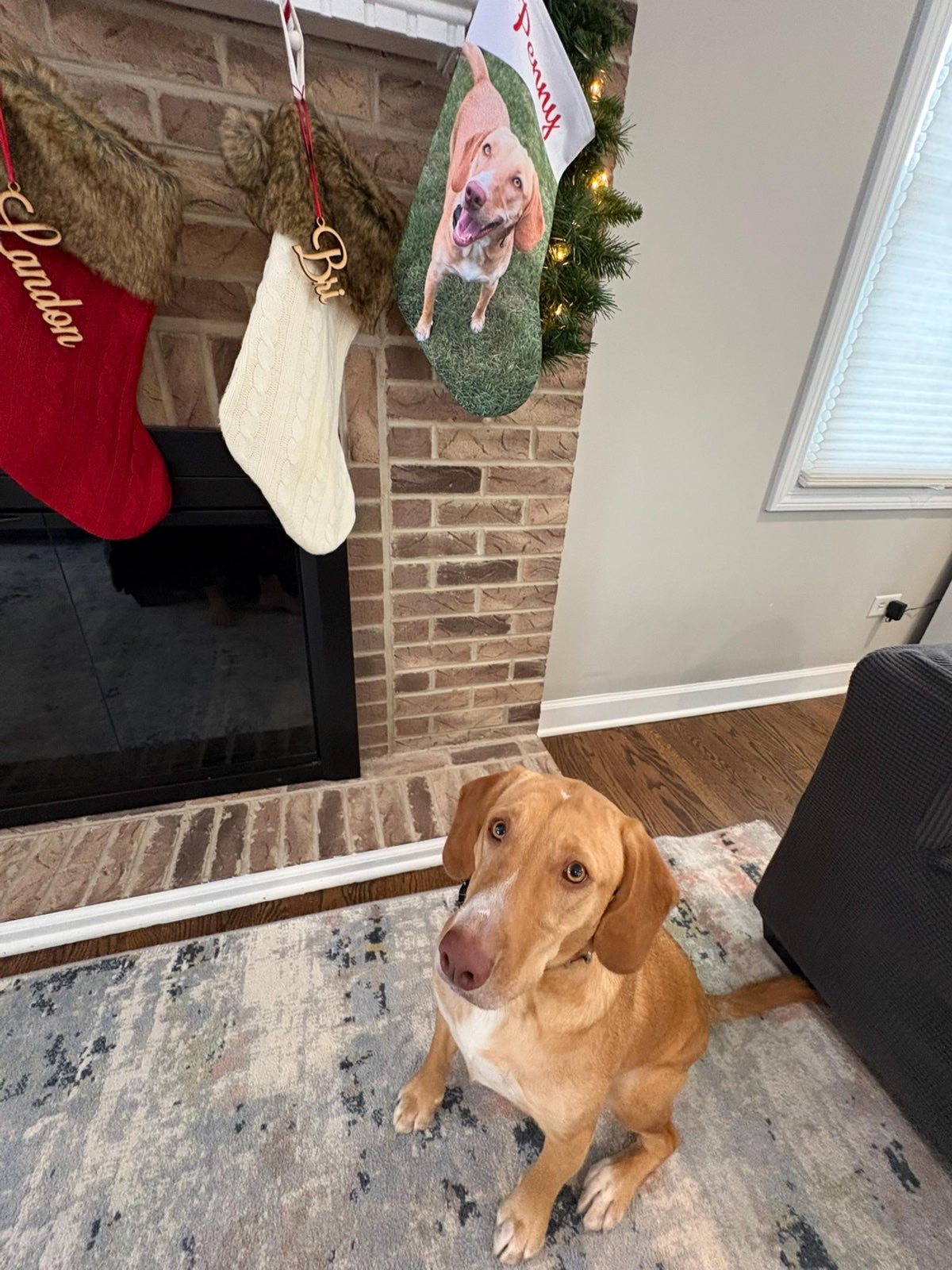 Rosella C.'s personalized pet Christmas stocking