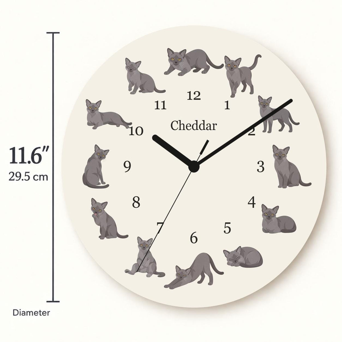 Personalized European Burmese Cat wooden wall clock with example name Cheddar; size