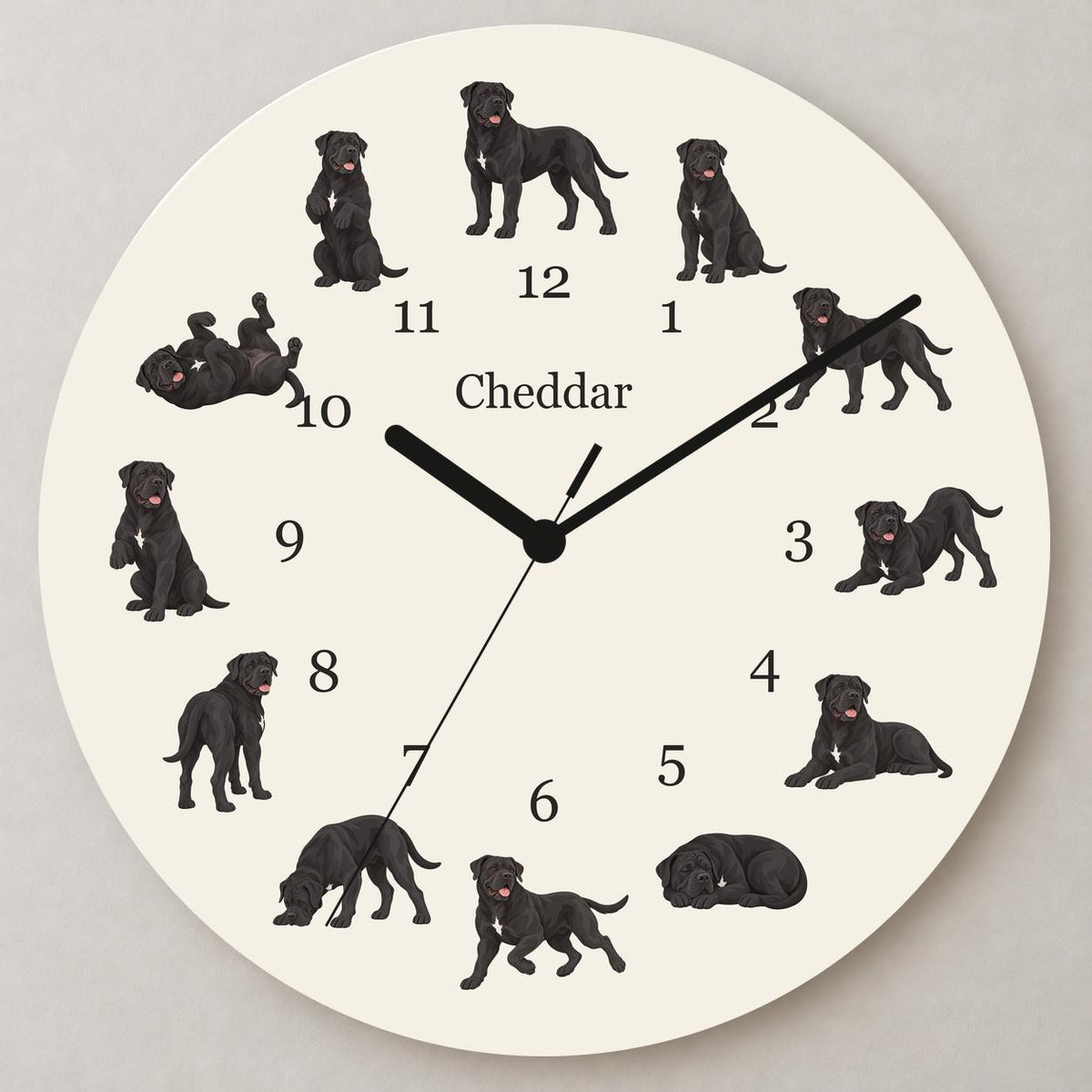 Personalized Cane Corso wooden wall clock with example name Cheddar; close up