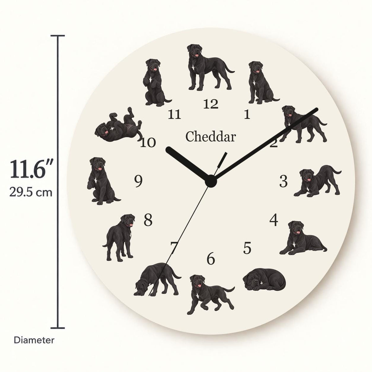 Personalized Cane Corso wooden wall clock with example name Cheddar; size