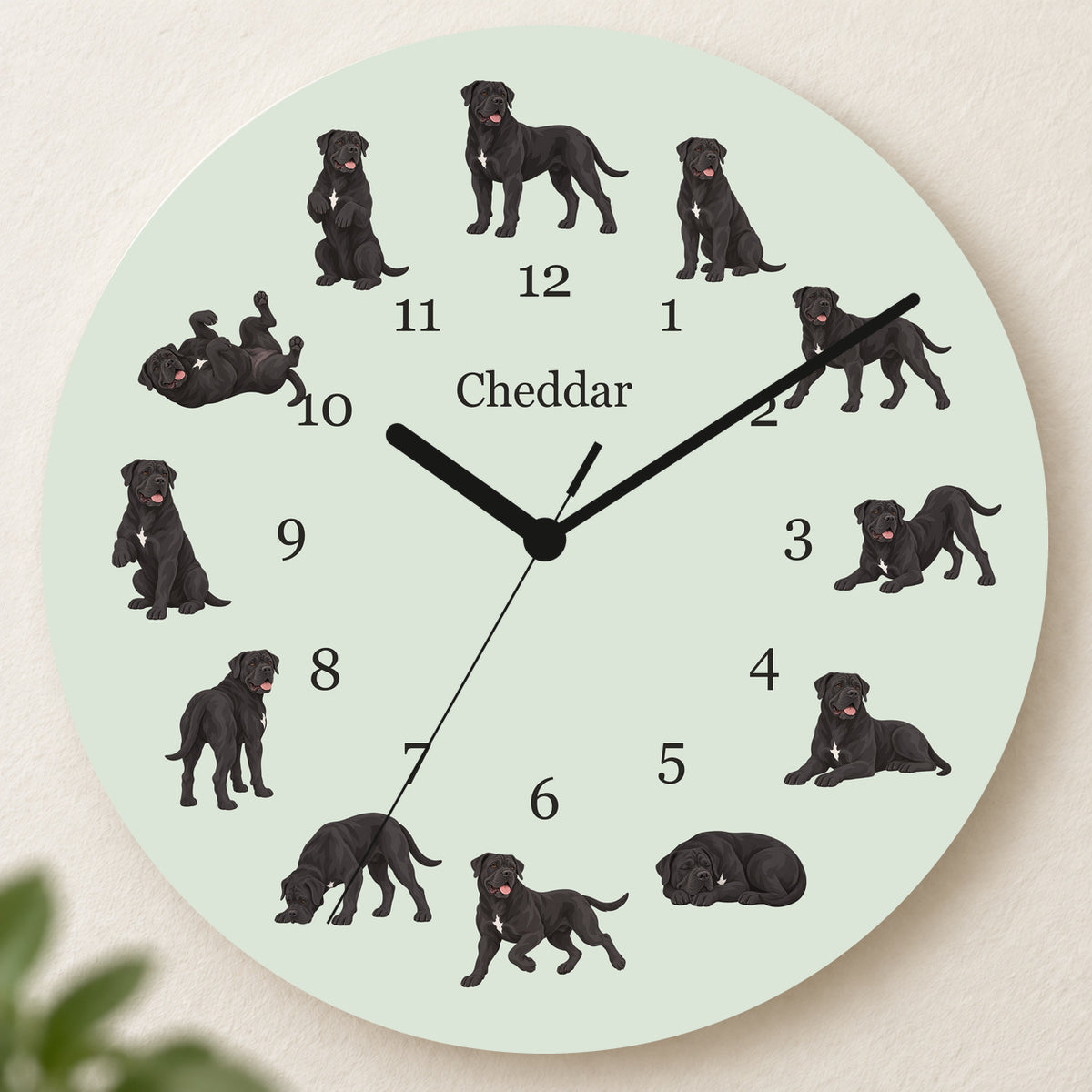 Personalized Cane Corso Wall Clock, Custom Pet Name, 11.6 Inch Wooden Clock — Pale Sage background