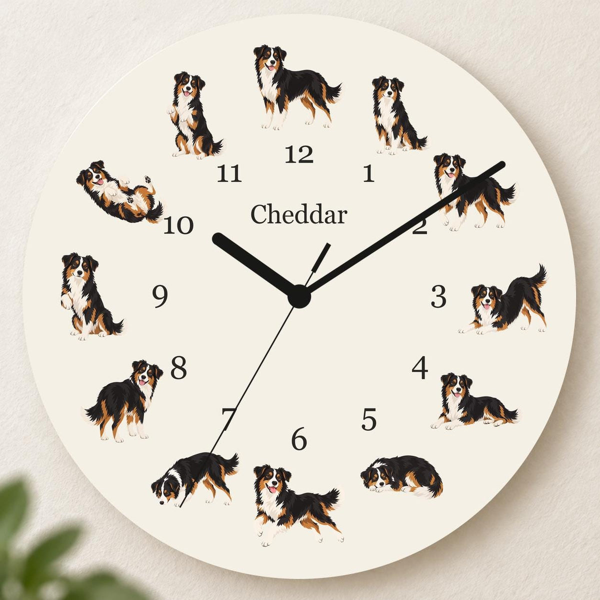 Personalized Miniature American Shepherd wooden wall clock with example name Cheddar; hero