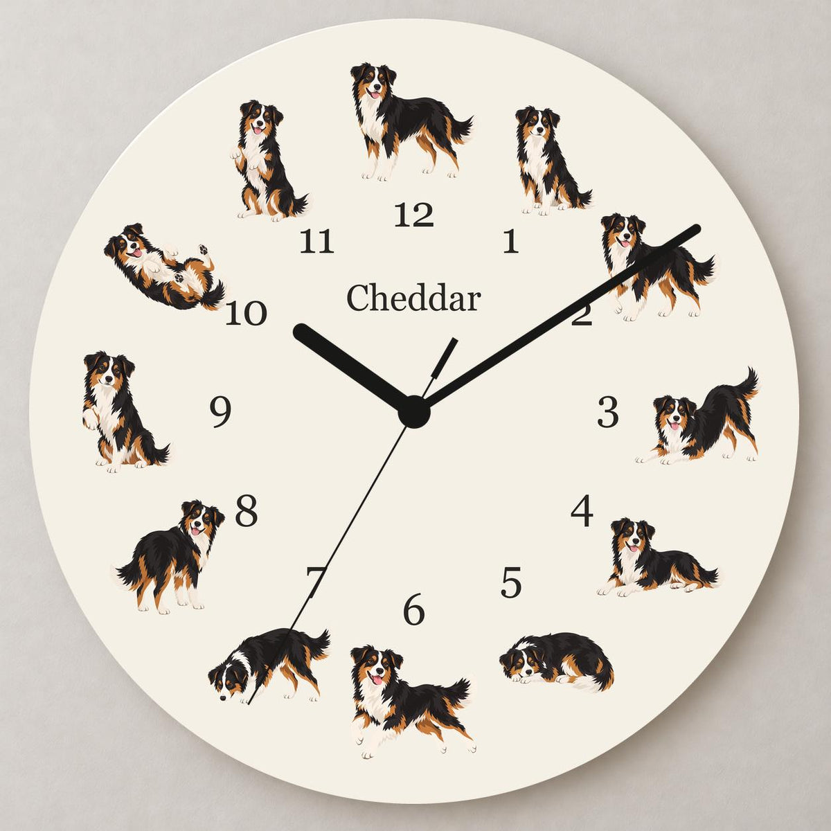 Personalized Miniature American Shepherd wooden wall clock with example name Cheddar; close up