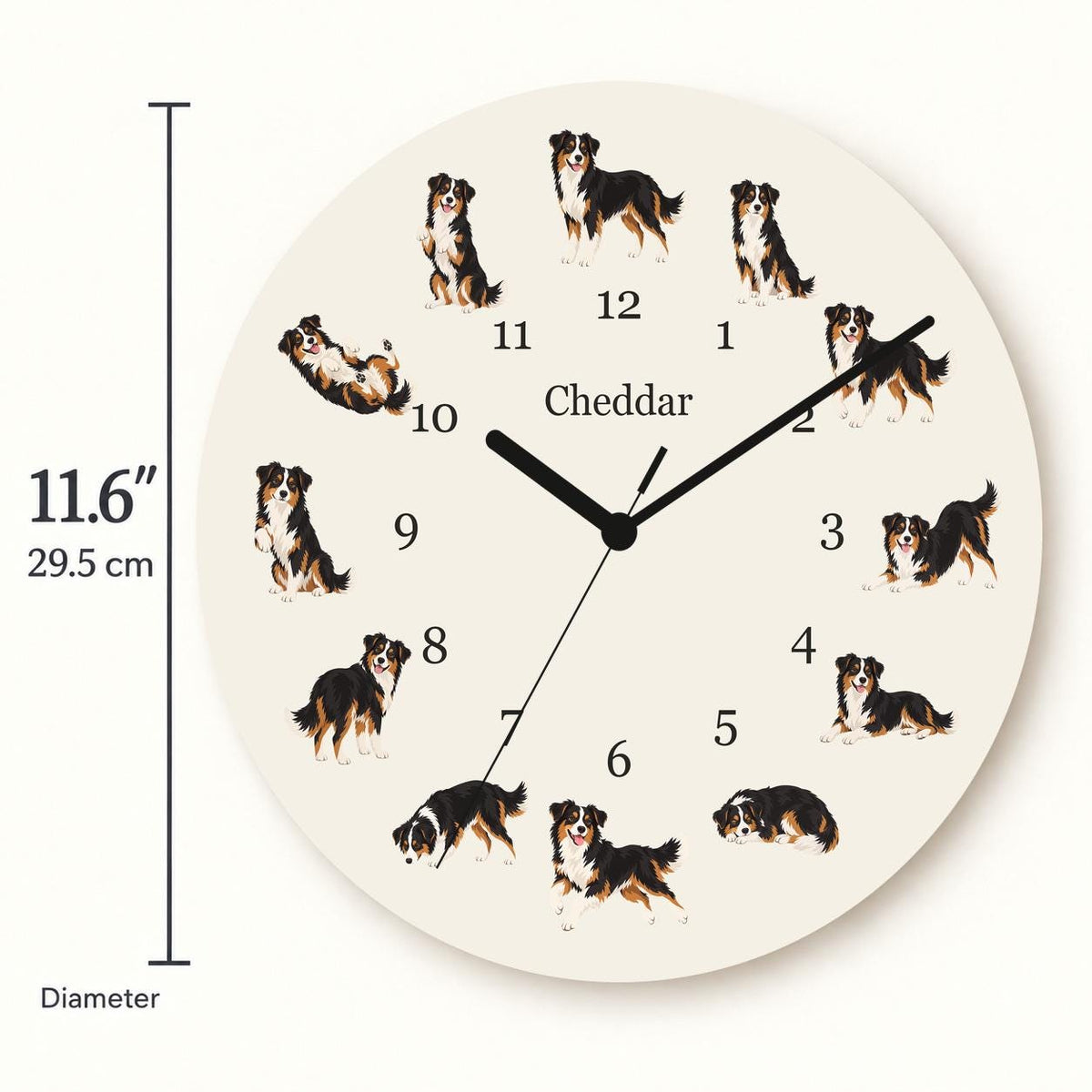 Personalized Miniature American Shepherd wooden wall clock with example name Cheddar; size