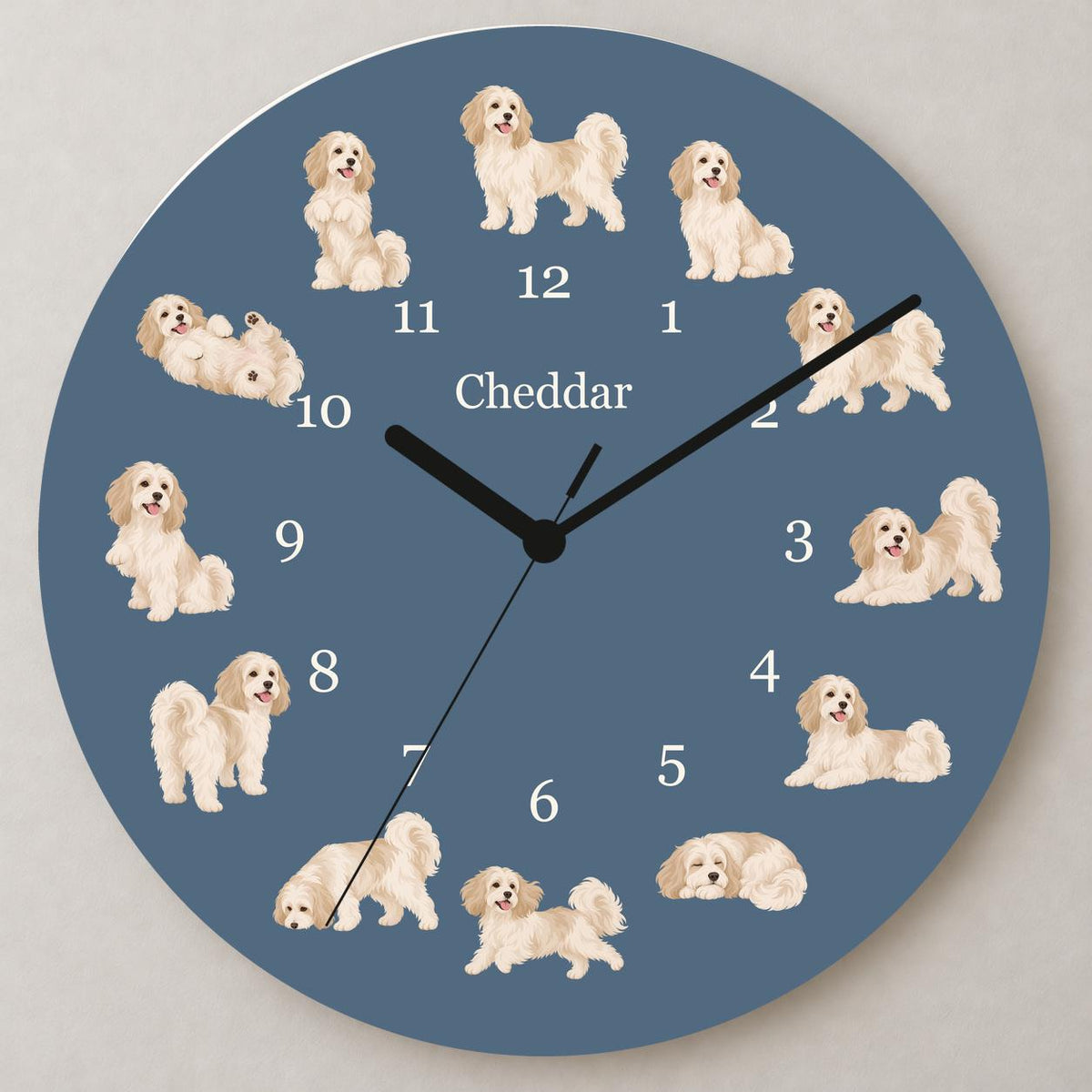 Personalized Havanese wooden wall clock with example name Cheddar; close up
