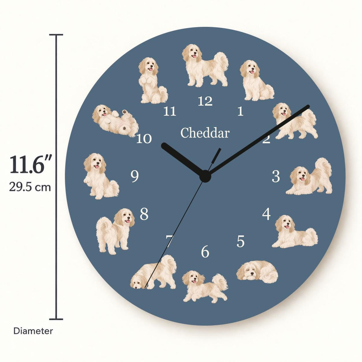 Personalized Havanese wooden wall clock with example name Cheddar; size
