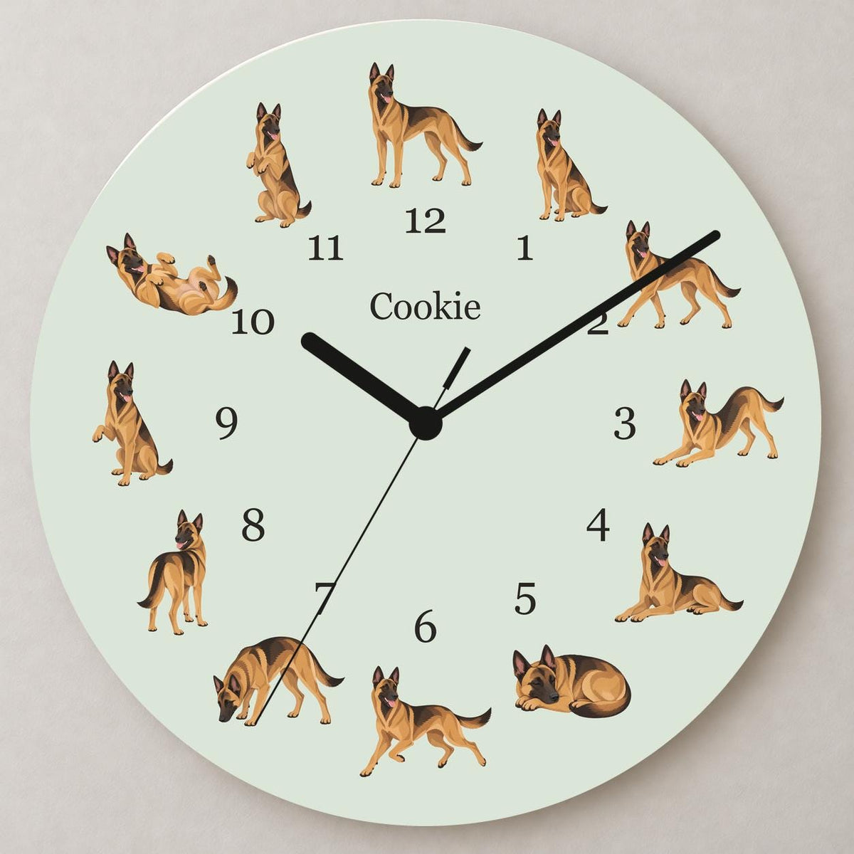 Personalized Belgian Malinois wooden wall clock with example name Cookie; close up