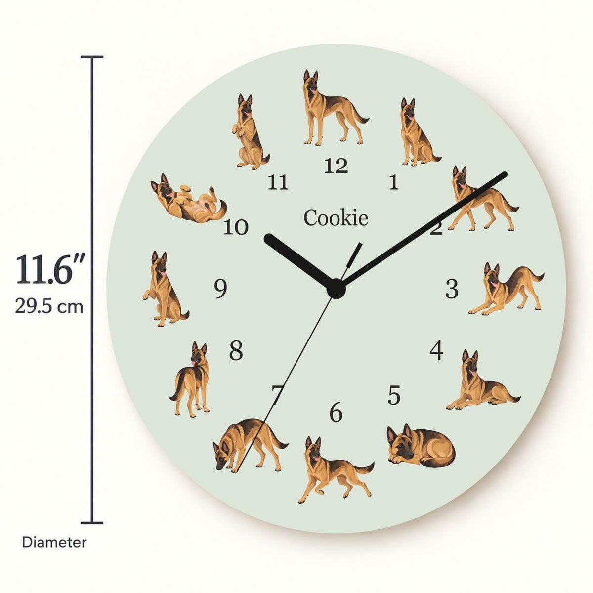 Personalized Belgian Malinois wooden wall clock with example name Cookie; size