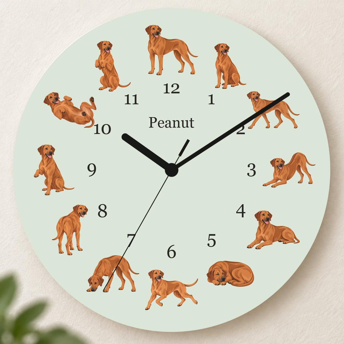 Personalized Rhodesian Ridgeback wooden wall clock with example name Peanut; hero