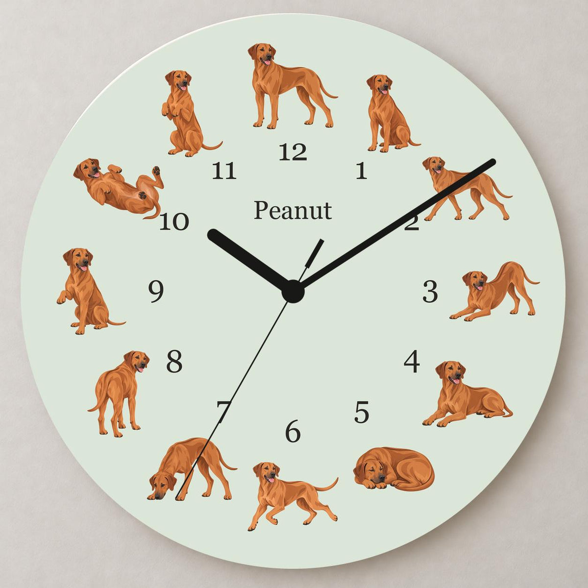 Personalized Rhodesian Ridgeback wooden wall clock with example name Peanut; close up