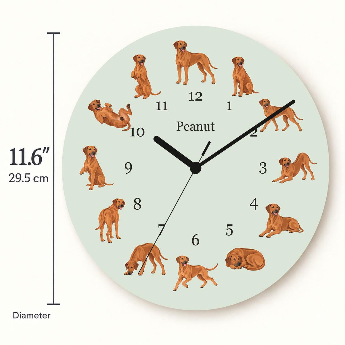 Personalized Rhodesian Ridgeback wooden wall clock with example name Peanut; size