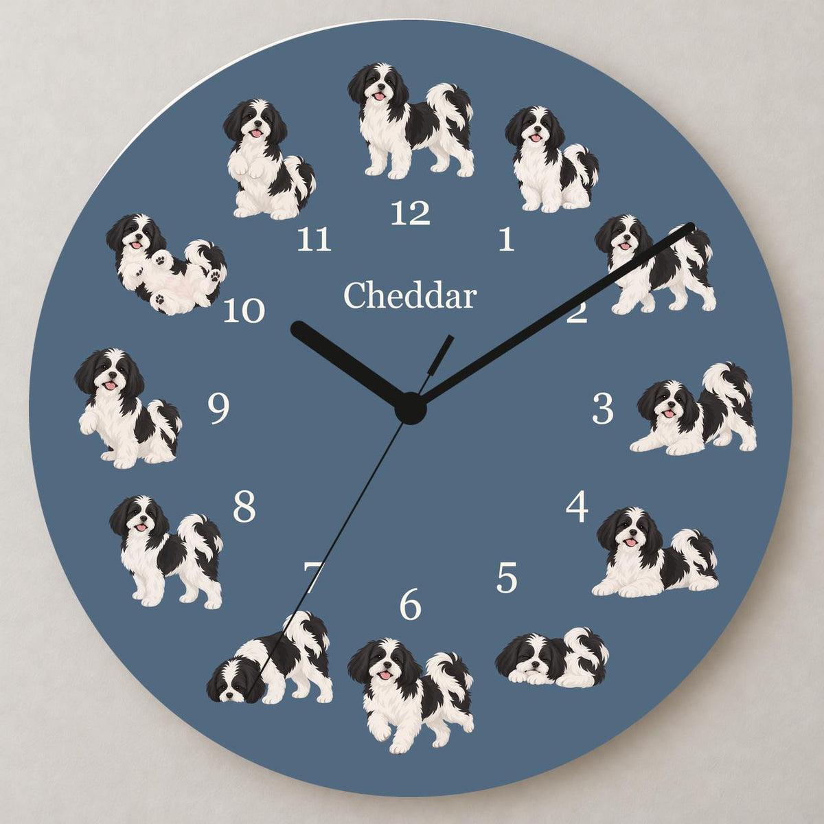Personalized Shih Tzu Black and White wooden wall clock with example name Cheddar; close up